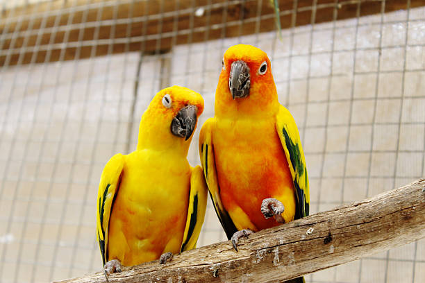 istock Two Colorful Parrots Sitting on a Branch 507909930