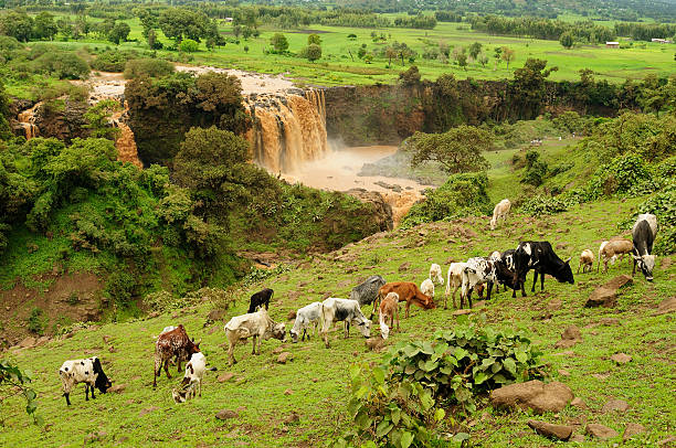 Blue Nile Falls in Ethiopia Waterfall on the Blue Nile flowing from the Tana lake in Ethiopia blue nile stock pictures, royalty-free photos & images