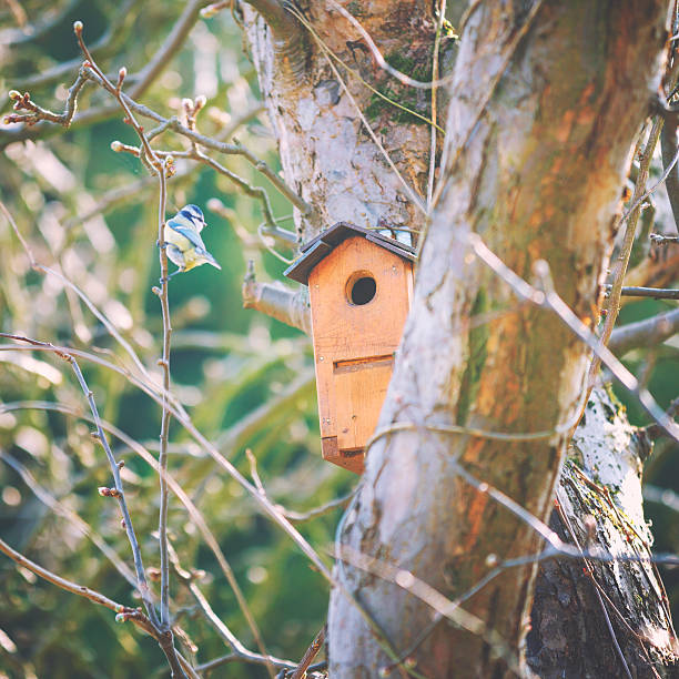 istock Little birds at the bird house 507910828