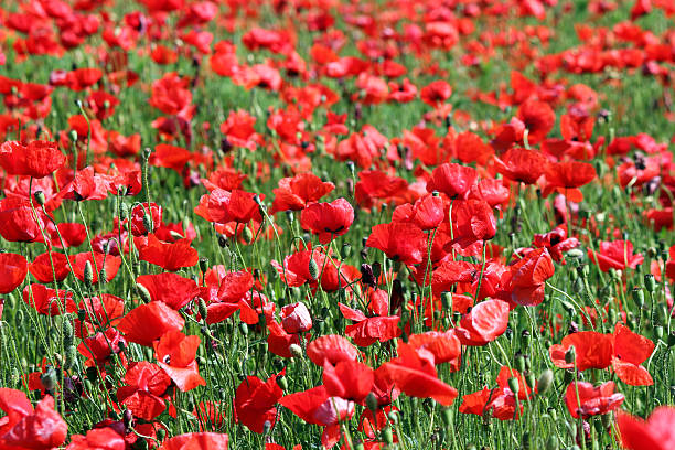 istock red poppies flower field spring season 507911166