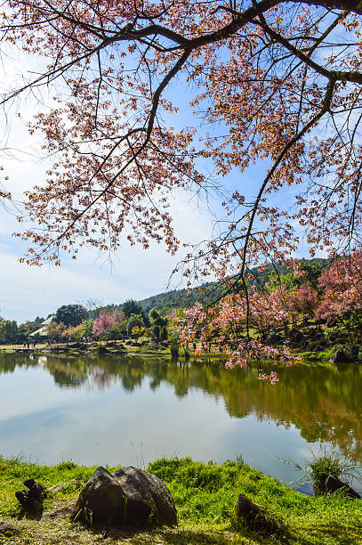 Flowers and gardens During the spring Under blue skies