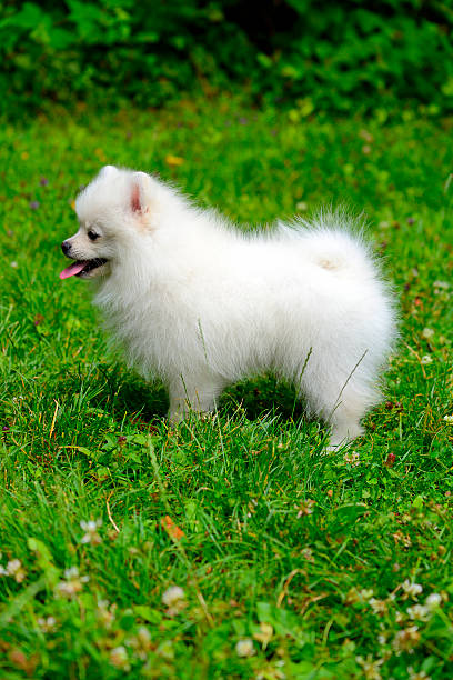 istock Small white puppy standing on grass outside 507918997