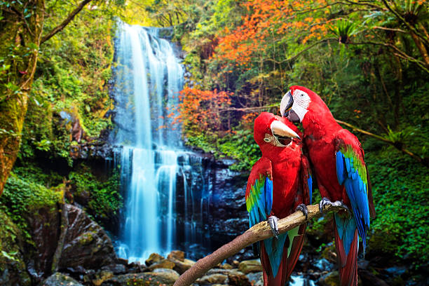 istock The potrait of Blue & Gold Macaw 507919159