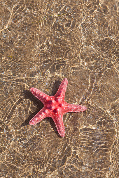 istock Starfish on the beach 507919859