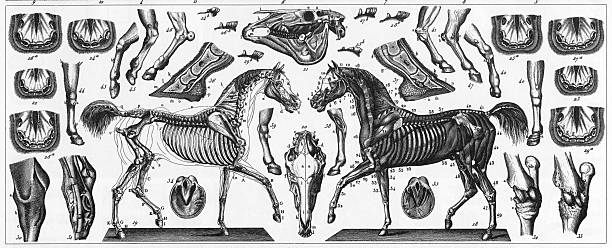 horse anatomie gravur - horse animal skeleton anatomy animal stock-grafiken, -clipart, -cartoons und -symbole