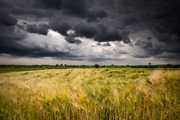 istock Field of wheat before the storm 507920973