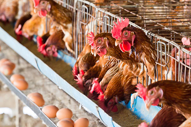 œufs de ferme de poulet - poulet volaille domestique photos et images de collection