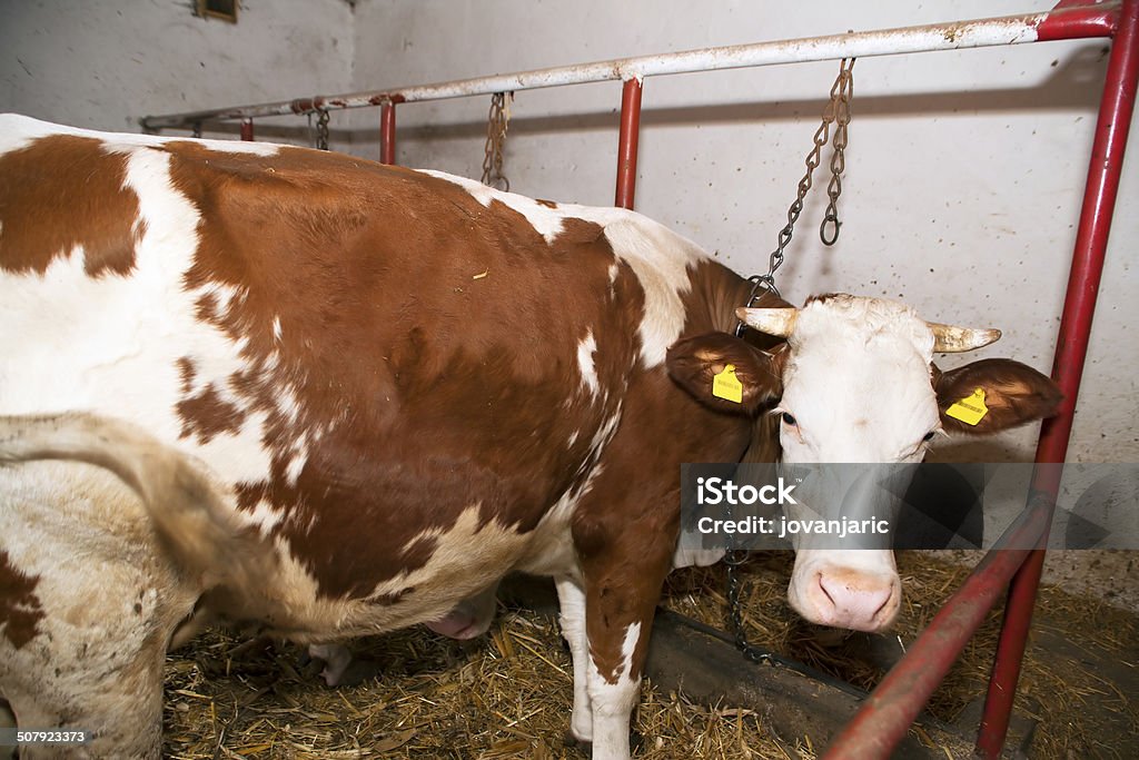 Cow in stable Cow in stable - simmental dairy breed Agriculture Stock Photo