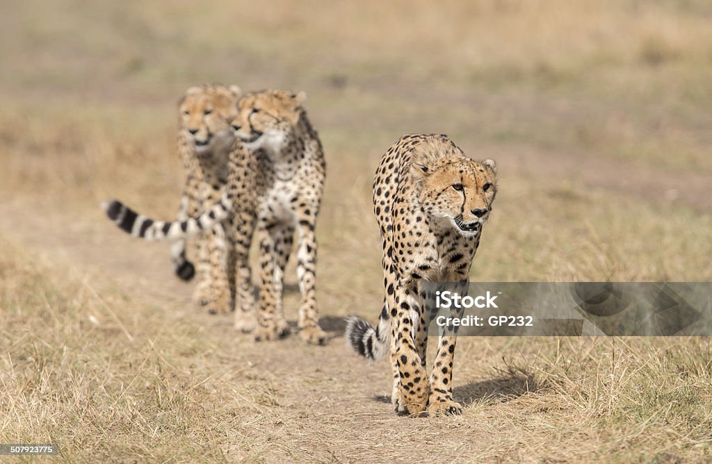 Three cheetahs in the wild Three cheetah siblings stalk through the Masai Mara plains on the hunt Animals Hunting Stock Photo