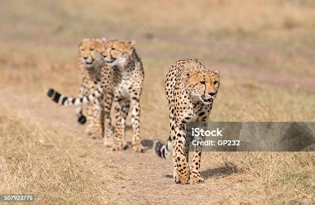 Three Cheetahs In The Wild Stock Photo - Download Image Now - Animals Hunting, Animals In The Wild, Beauty In Nature