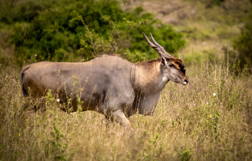 Bull eland a través de grasslands photo