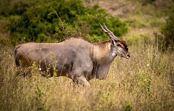 bull eland a través de grasslands - eland fotografías e imágenes de stock