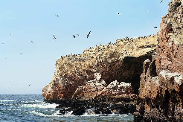 istock The Ballestas Islands in Paracas, Peru 507952737