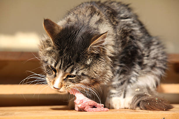 Beautiful cat eating fresh meat stock photo