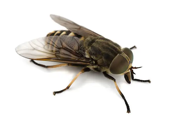 Horsefly isolated on a white background