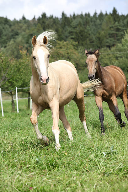 istock Two palomino horses running 507953843