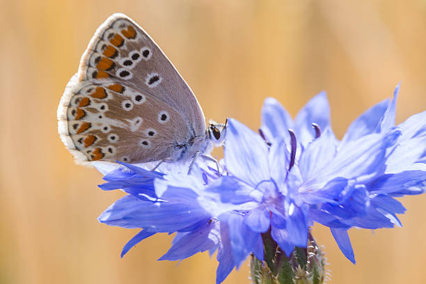 istock The blue cornflower growing on an agricultural field wheat 507954101