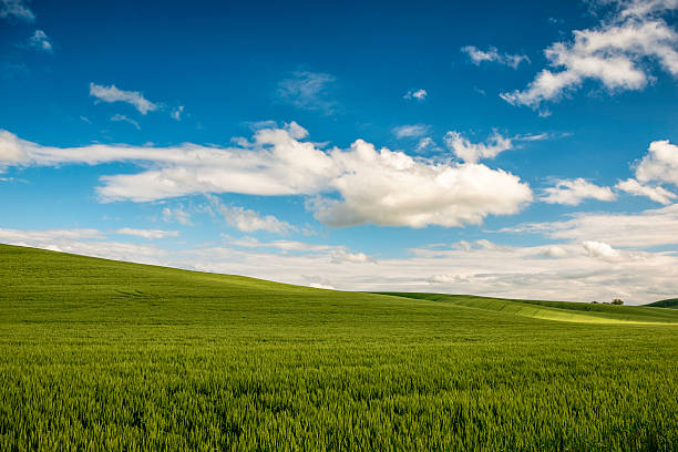 istock The Palouse Rolling Hills (wheat) 507954993