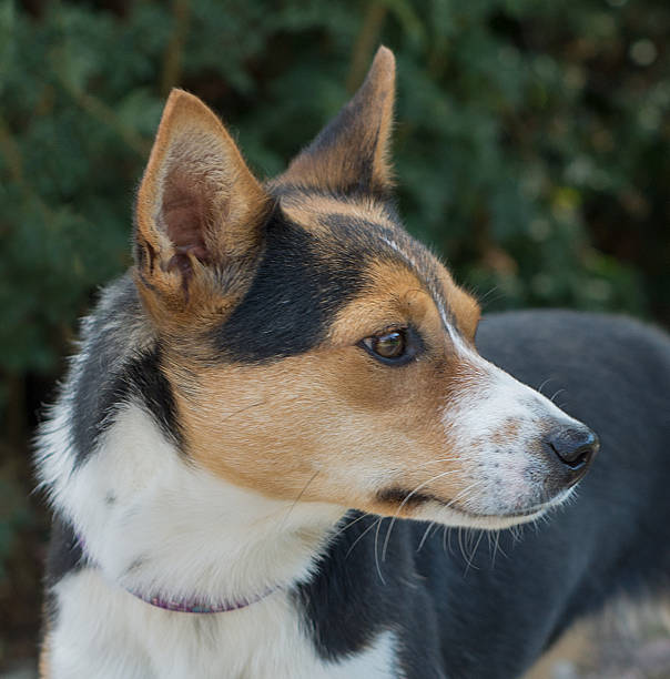 istock Dog portait in natural light 507955281