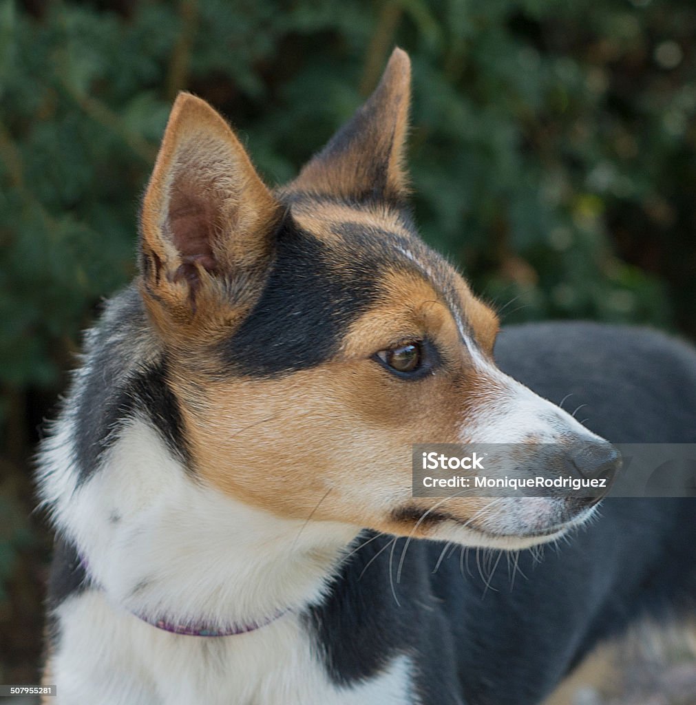 Cão portait em luz natural - Royalty-free Animal Foto de stock