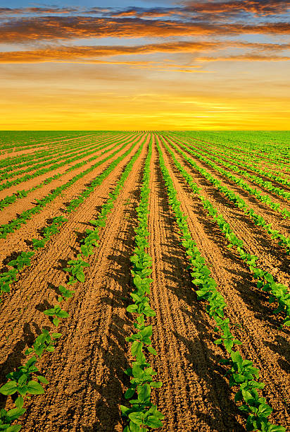 istock field with green sunflowers 507955381