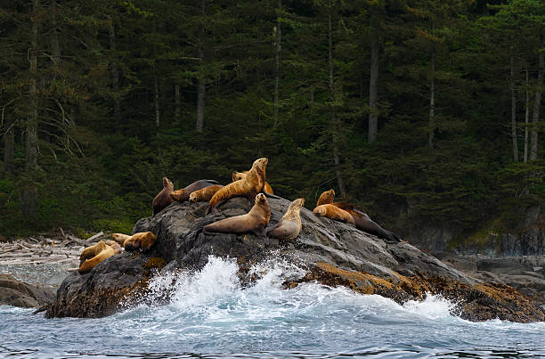 Steller Sea Lions