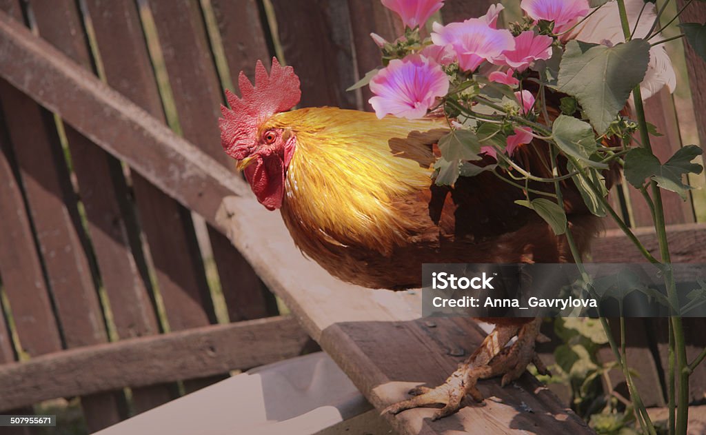 The Rooster Rooster, Cockerel, Chicken, Fence, Wood, Meadow, Crest, Red, Poultry, Lawn, Multi Colored, Federkleid, Gamebird, Black, Formal Garden,  Livestock, Free Range, Farm, Bird, Wood, Animal, Day, Meadow, Poultry, Plant, Territorial, One Animal, White Meat, Organic, Grass, Alertness, Agriculture, Nature, Outdoors, Side View, Flowers, Single Flower, Pink, Mallow, Cut Out, Purple, Flower Head, Petal, Close-up, Blossom, Red,  Lavatera, Plant, florescence, Square, Nature,   Rose Mallow, Design Element,  Dew, Perennial, Summer, Flower, Pattern,  Majestic, Flower Bed, Blossom, Beauty In Nature, Malva Alcea, Ukraine Agriculture Stock Photo