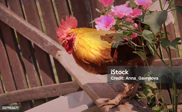 The Rooster Stock Photo - Download Image Now - Agriculture, Alertness, Animal