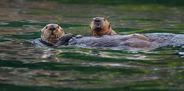 istock Sea Otters , British Columbia 507955706