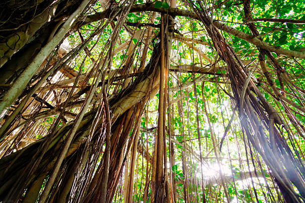 grande liana giungla lussureggiante foresta pluviale tropicale - liana foto e immagini stock