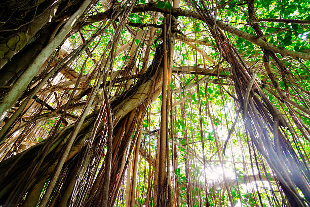 Large Liana Jungle Vegetation Tropical Rainforest Large, gigantic vines hanging from large old trees in natural tropical rain forest. Rainforest Nature Background. liana stock pictures, royalty-free photos & images