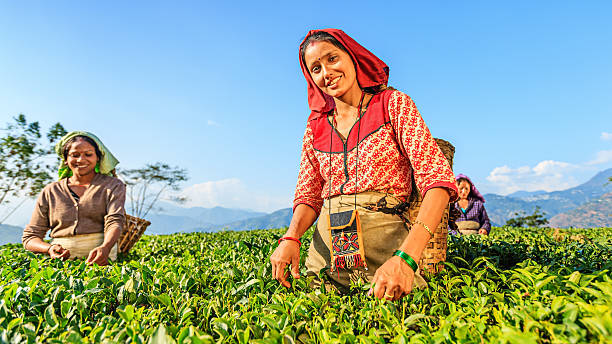 istock Indian pickers plucking tea leaves in Darjeeling, India 507956022