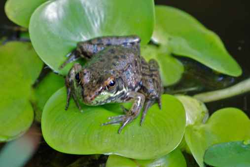 A little brown spotted frog sitting on a water hyacinth leaf in a pond.  A Juvenile Northern Green Frog (common in Massachusetts) Rana clamitans melanota.