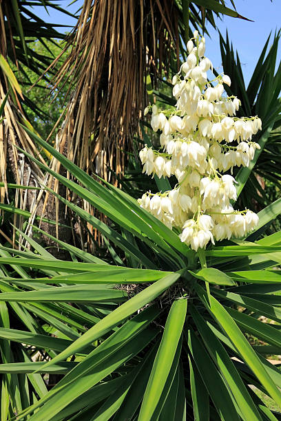 istock White Flowers Yucca Plant 507956451