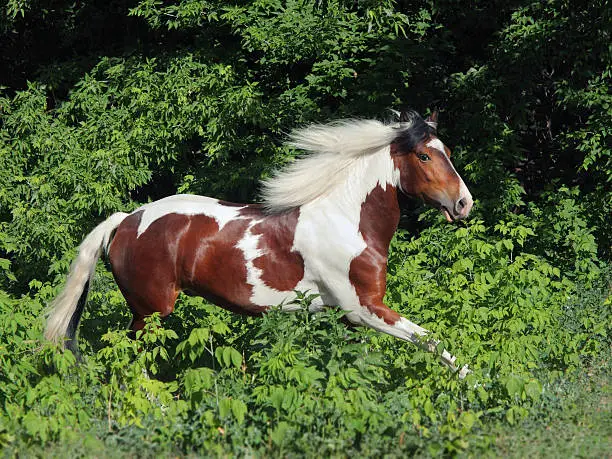 Nice irish cob running on green pasturage, in summer