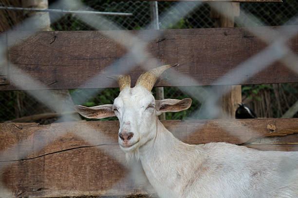 istock Cute smiling face of young goat. 507958835