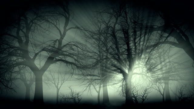 Dark forest in mist