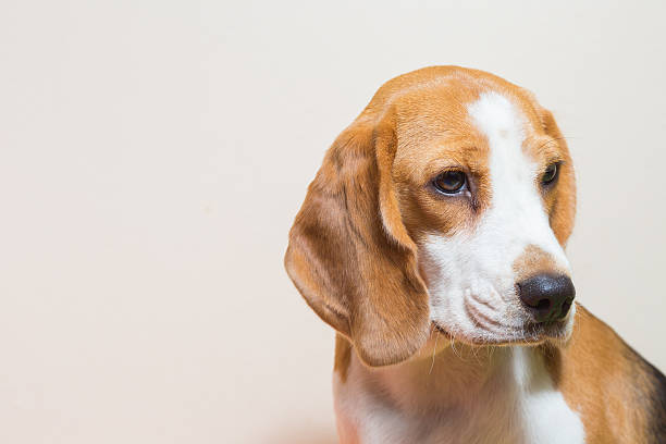 istock Little Beagle dog studio portrait 507959228