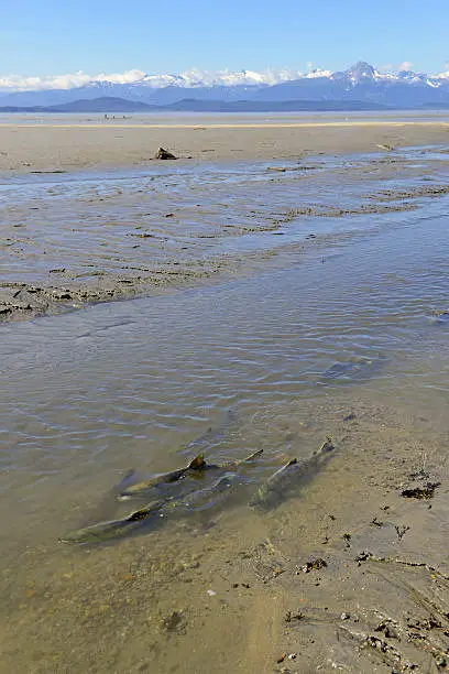 Salmon migrating upstream in mountain landscape, Alaska