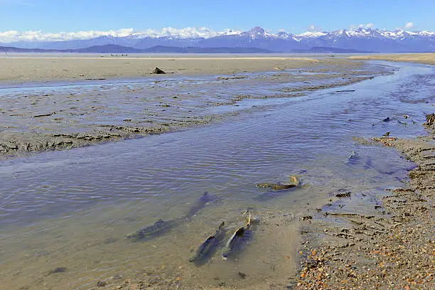 Salmon migrating upstream in mountain landscape, Alaska