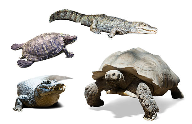 istock set of several reptiles. Isolated on white 507960065