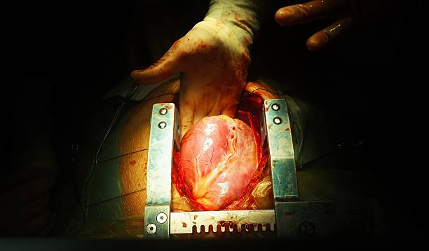 cuore - thoracic cavity foto e immagini stock