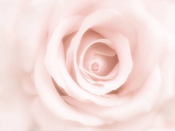 istock Sweet pink roses close shots. 507961562
