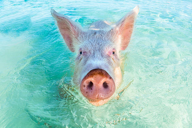 One swimming pig in the Bahamas stock photo