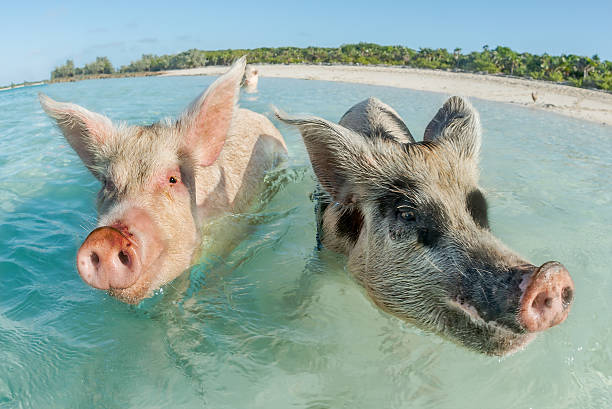 Two pigs swimming in the Bahamas In Big Major Cay, the Exumas, you can get very close to the famous swimming pigs. Bahamas, December exuma stock pictures, royalty-free photos & images