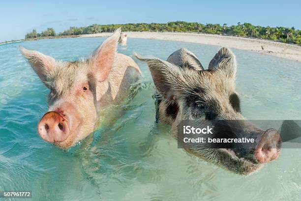 Two Pigs Swimming In The Bahamas Stock Photo - Download Image Now - Pig, Swimming, Exuma