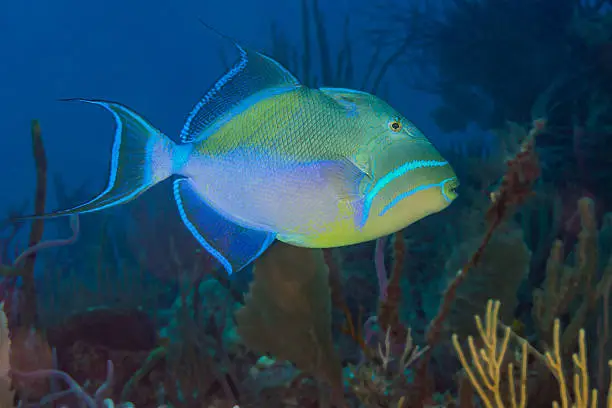 Queen triggerfish {Balistes vetula} swimming over a coral reef in the Bahamas. December