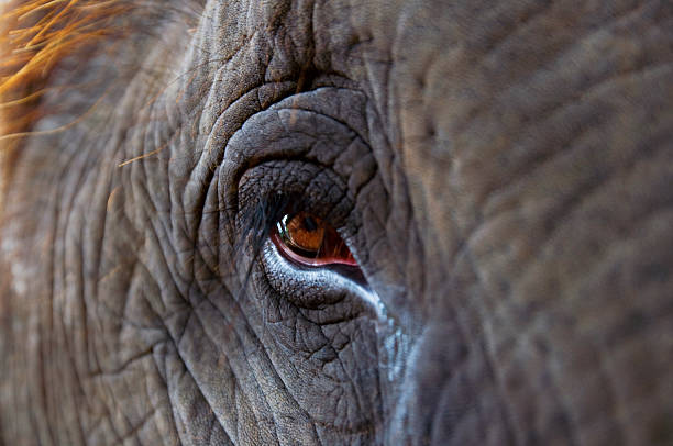 istock Pygmy Elephant eye, close up 507962260