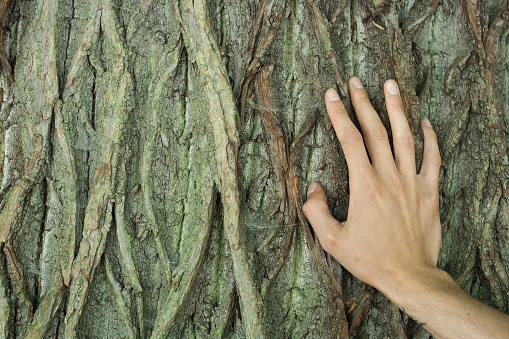 human hand on old tree bark