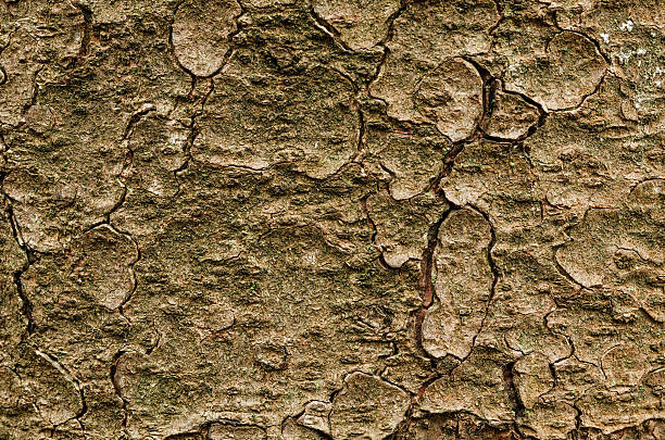 istock Old fir tree bark natural texture 507962722